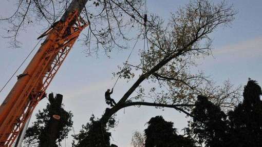 Specialist in tree uprooting Soest