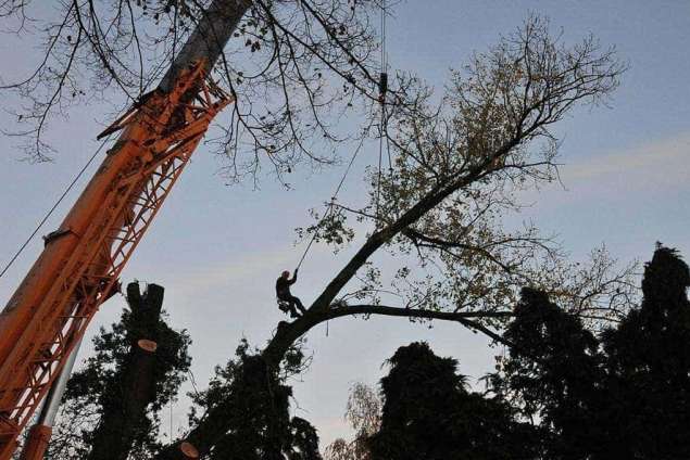 Specialist in bomen rooien Borne