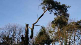 Specialist in tree uprooting Voorst