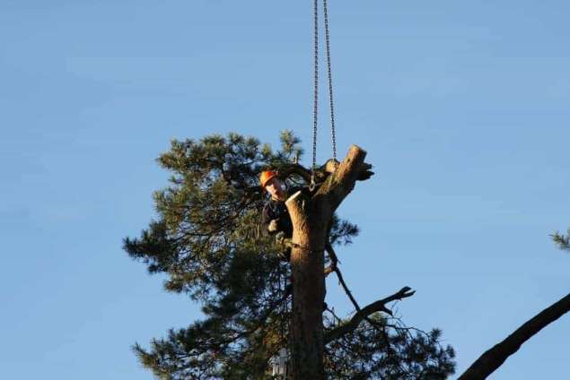 Specialist in tree uprooting Oldebroek