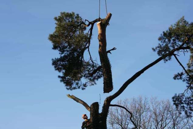 Specialist in tree uprooting Zeewolde