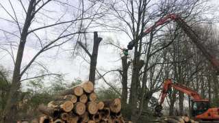 Specialist in tree uprooting Nijkerk