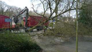 Specialist in tree uprooting Wageningen
