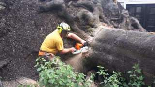 Specialist in tree uprooting Tynaarlo