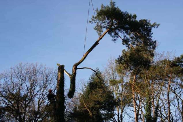 Een boomstronk verwijderen: hoe werkt dat in Zaltbommel?