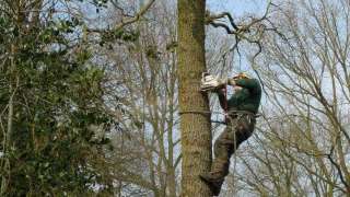 Kosten van het verwijderen van boomstronken in Zaltbommel 