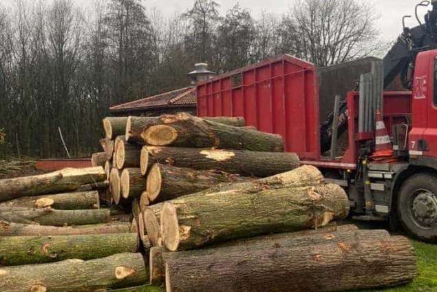 bomen rooien overloon 