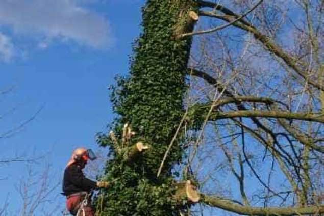Bomen kappen Oudenbosch