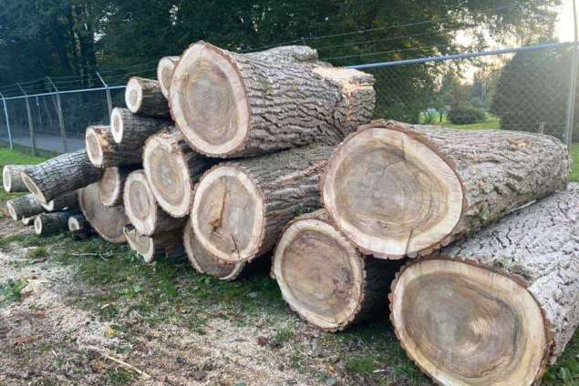 Bomen kappen Helaneveen