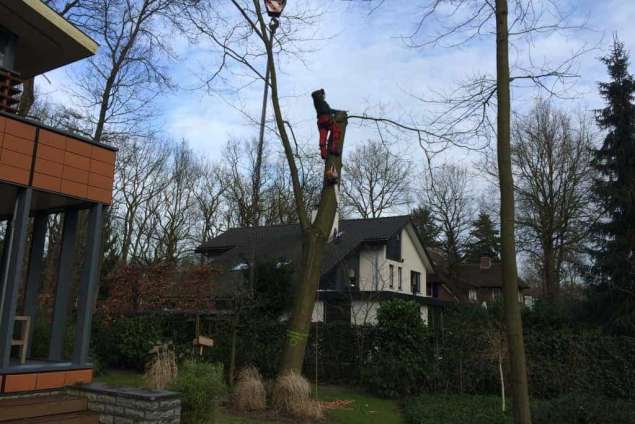 Bomen kappen Oudgastel