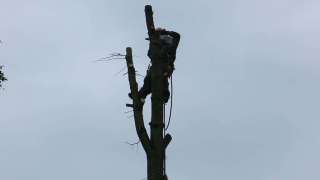 boom omtrekken met een touw inzagen van een valkerf, juiste richting bepalen waar de boom naar toe moet vallen Breda Eindhoven Tilburg Vught Udenhout Biezenmortel Loon op Zand Waalwijk