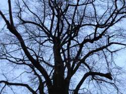 onderhouds snoei van 100 jarige lindeboom uitsnoeien waterlot schuerende takken verwijderen dood hout met klimtouwen en afhangen