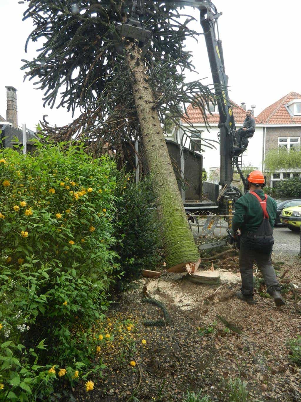 A van spelde hoveniers: bomen rooien en kappen in gilze rijen
