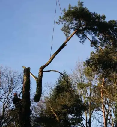 images/-bomenrooien/bomen-rooien-03-390x424-c90