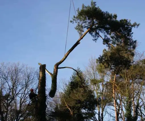 images/-bomenrooien/bomen-rooien-03-510x424-0c9