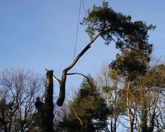 images/-bomenrooien/bomen-rooien-03-530x424-e21