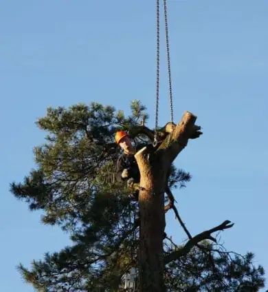 images/-bomenrooien/bomen-rooien-04-390x424-c90