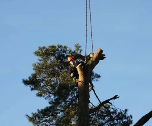 images/-bomenrooien/bomen-rooien-04-510x424-0c9