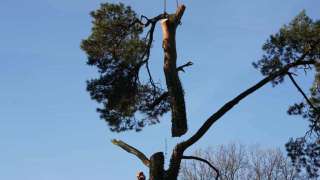 Kosten van bomen rooien in Breda 