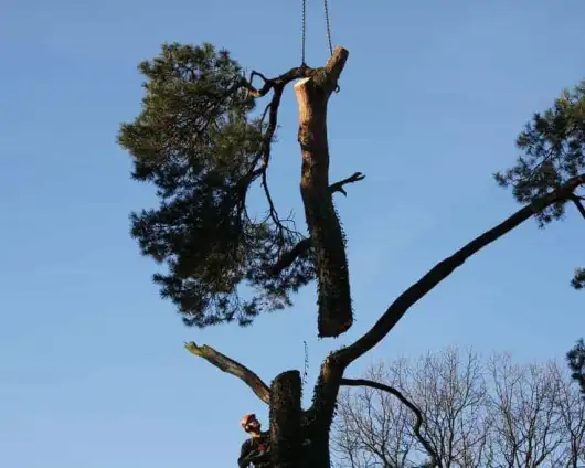 images/-bomenrooien/bomen-rooien-05-530x424-e21