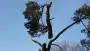 images/-bomenrooien/bomen-rooien-05-90x51-c8d
