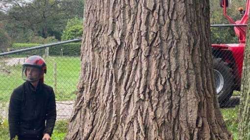 Handmatig bomen rooien in Aalten