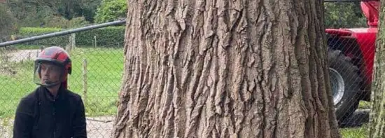 images/-bomenrooien/bomen-rooien-06-550x197-a2c