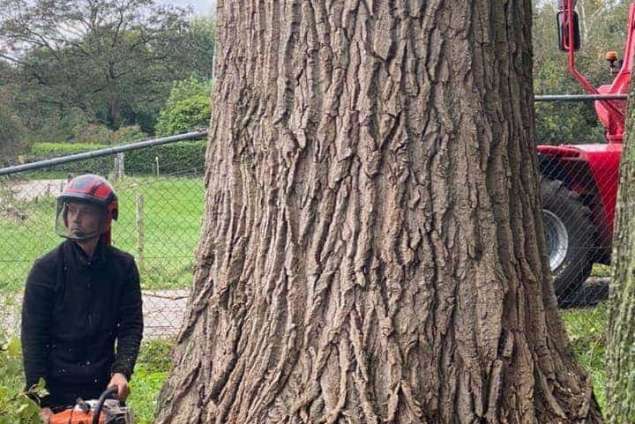 Handmatig bomen rooien in Steenwijkerland