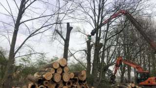 Machinaal bomen rooien in Amsterdam  