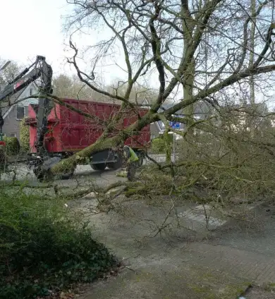 images/-bomenrooien/bomen-rooien-08-390x424-c90