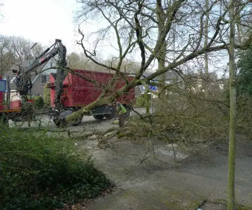 images/-bomenrooien/bomen-rooien-08-510x424-0c9