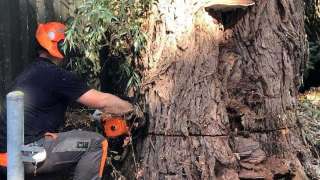 Handmatig bomen rooien in Deventer