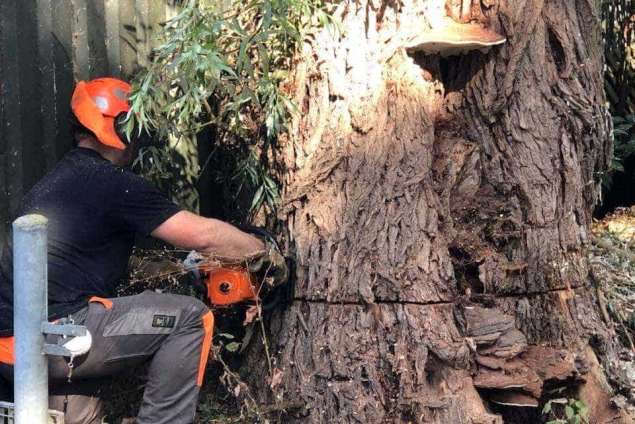 Handmatig bomen rooien in Amersfoort