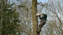 images/-bomenrooien/bomen-rooien-14-257x145-ff0