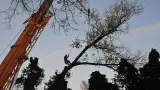 images/-bomenrooien/bomen-verwijderen-01-160x90-aff
