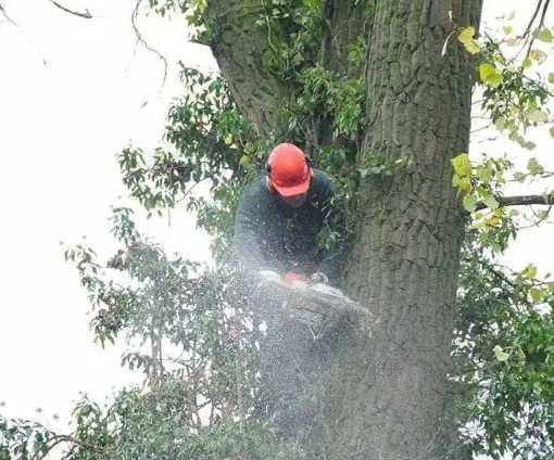 images/-bomenrooien/bomen-verwijderen-02-510x424-ad3