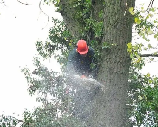 images/-bomenrooien/bomen-verwijderen-02-530x424-5c2