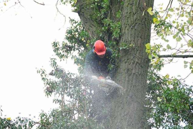 Waarom een boomstronk verwijderen in Zwartewaterland?