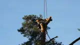 images/-bomenrooien/bomen-verwijderen-04-160x90-aff