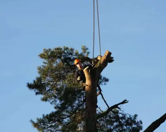 images/-bomenrooien/bomen-verwijderen-04-530x424-5c2