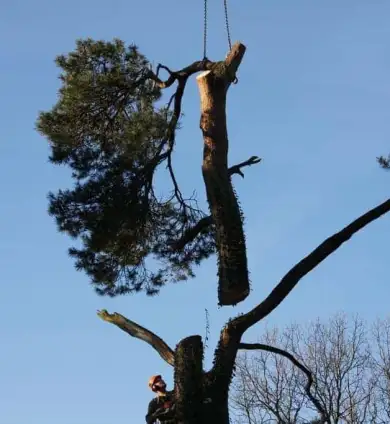 images/-bomenrooien/bomen-verwijderen-05-390x424-8f9