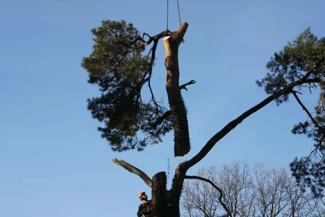 images/-bomenrooien/bomen-verwijderen-05-635x424-60e