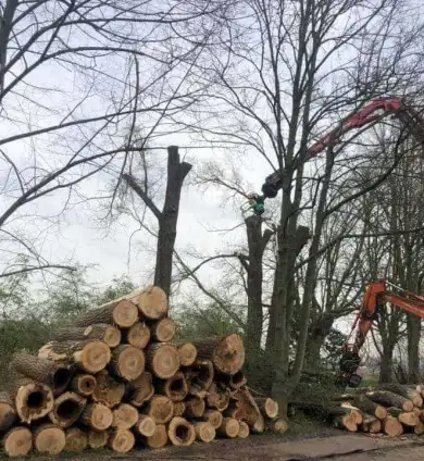 images/-bomenrooien/bomen-verwijderen-07-390x424-8f9