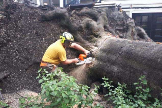 Handmatig bomen verwijderen  in Uden