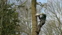 images/-bomenrooien/bomen-verwijderen-14-210x119-ca1