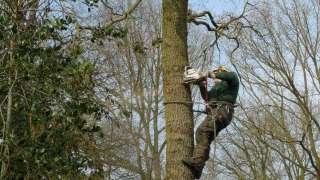 Handmatig bomen verwijderen  Bladel