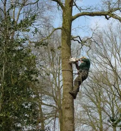 images/-bomenrooien/bomen-verwijderen-14-390x424-12e