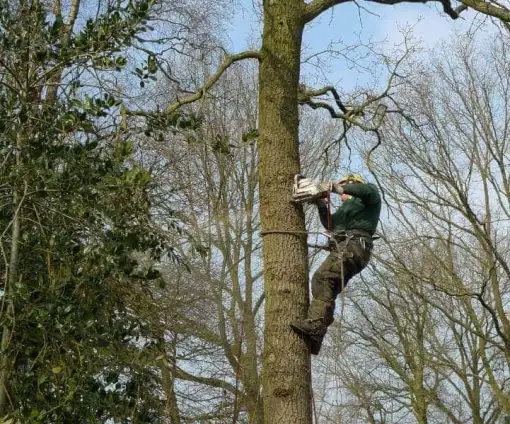 images/-bomenrooien/bomen-verwijderen-14-510x424-d9d