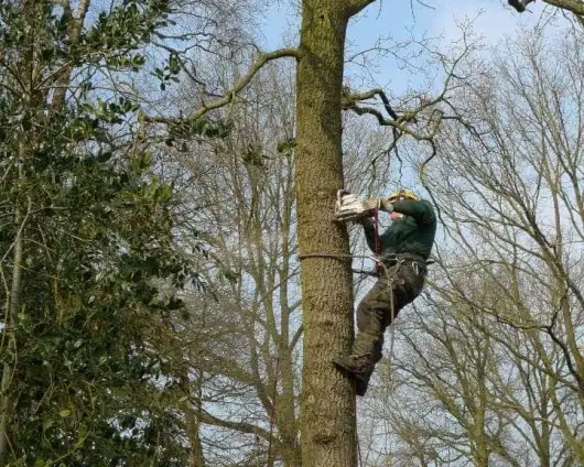 images/-bomenrooien/bomen-verwijderen-14-530x424-6a2
