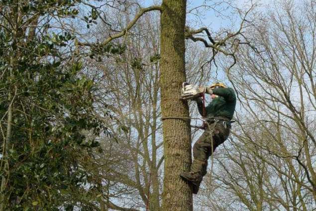 Handmatig bomen verwijderen  Sint-Michielsgestel